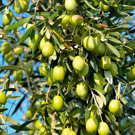 Elia Σπίτι διακοπών *