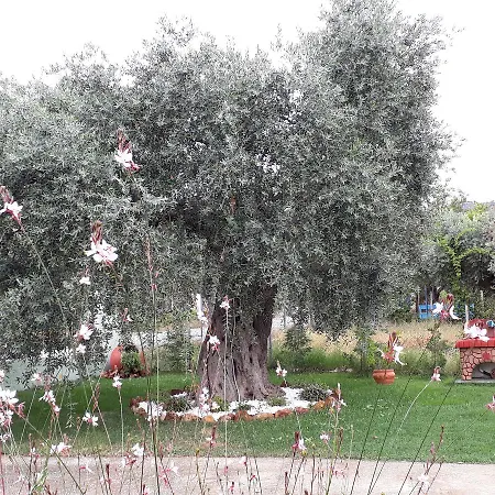 Elia Σκάλα Σωτήρος